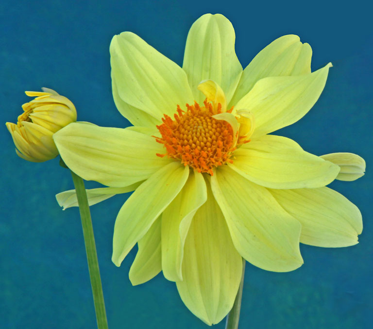 003   yellow dahlia (low res)   della omalley